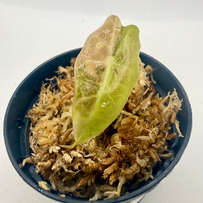 Alocasia Amazonica Aurea Variegata