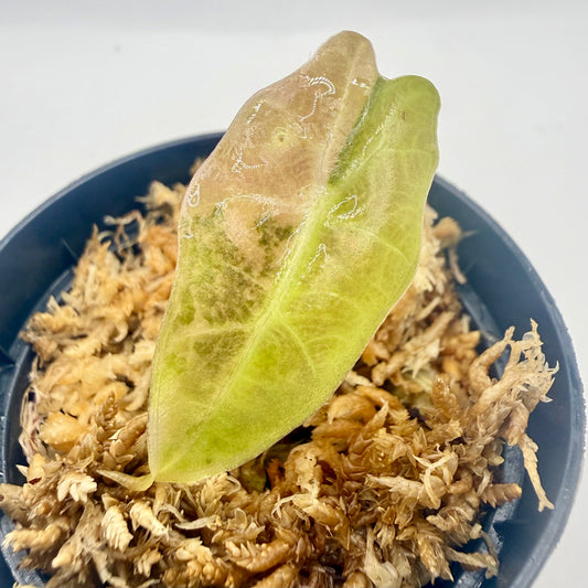 Alocasia Amazonica Aurea Variegata