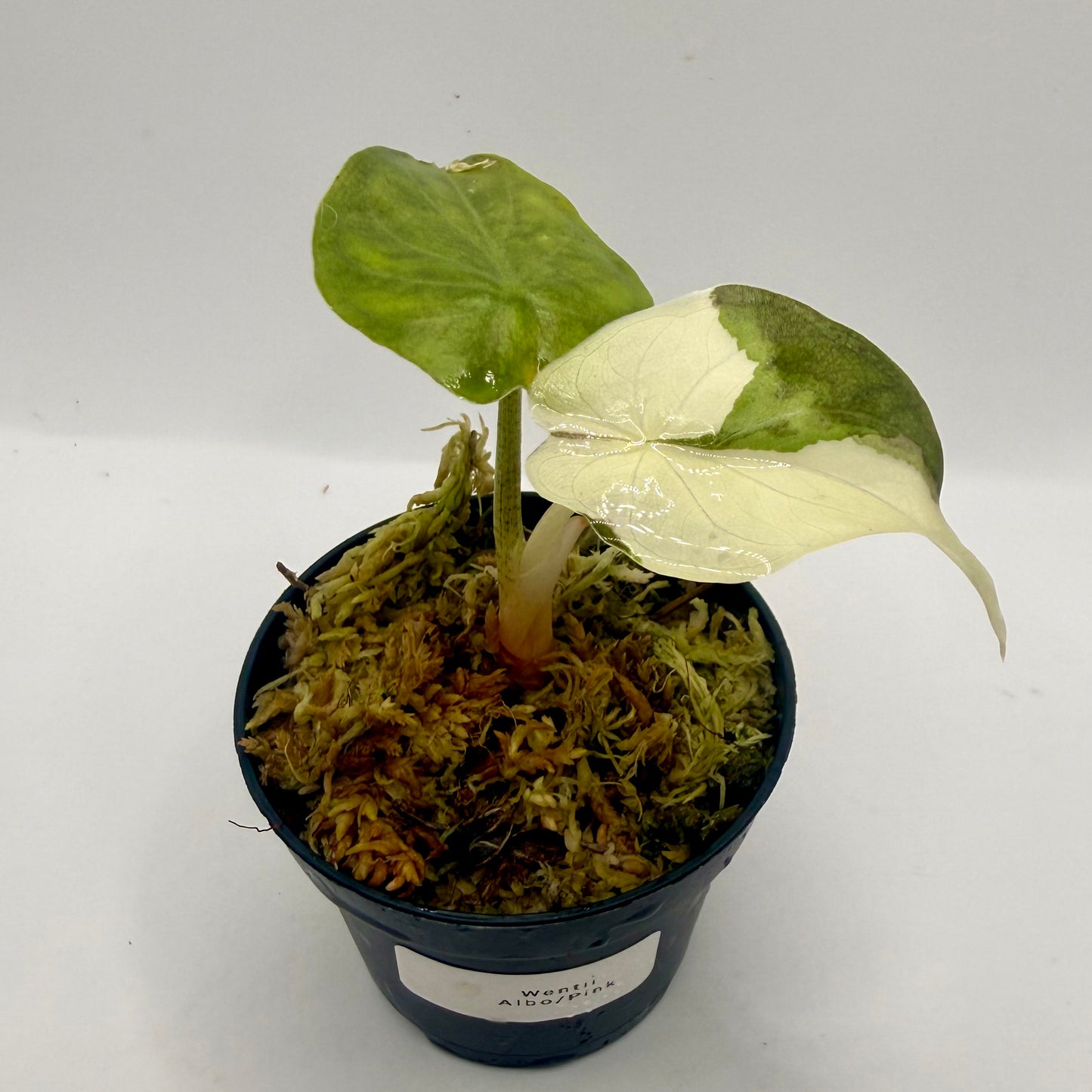 Alocasia Wentii Albo/Pink Variegata