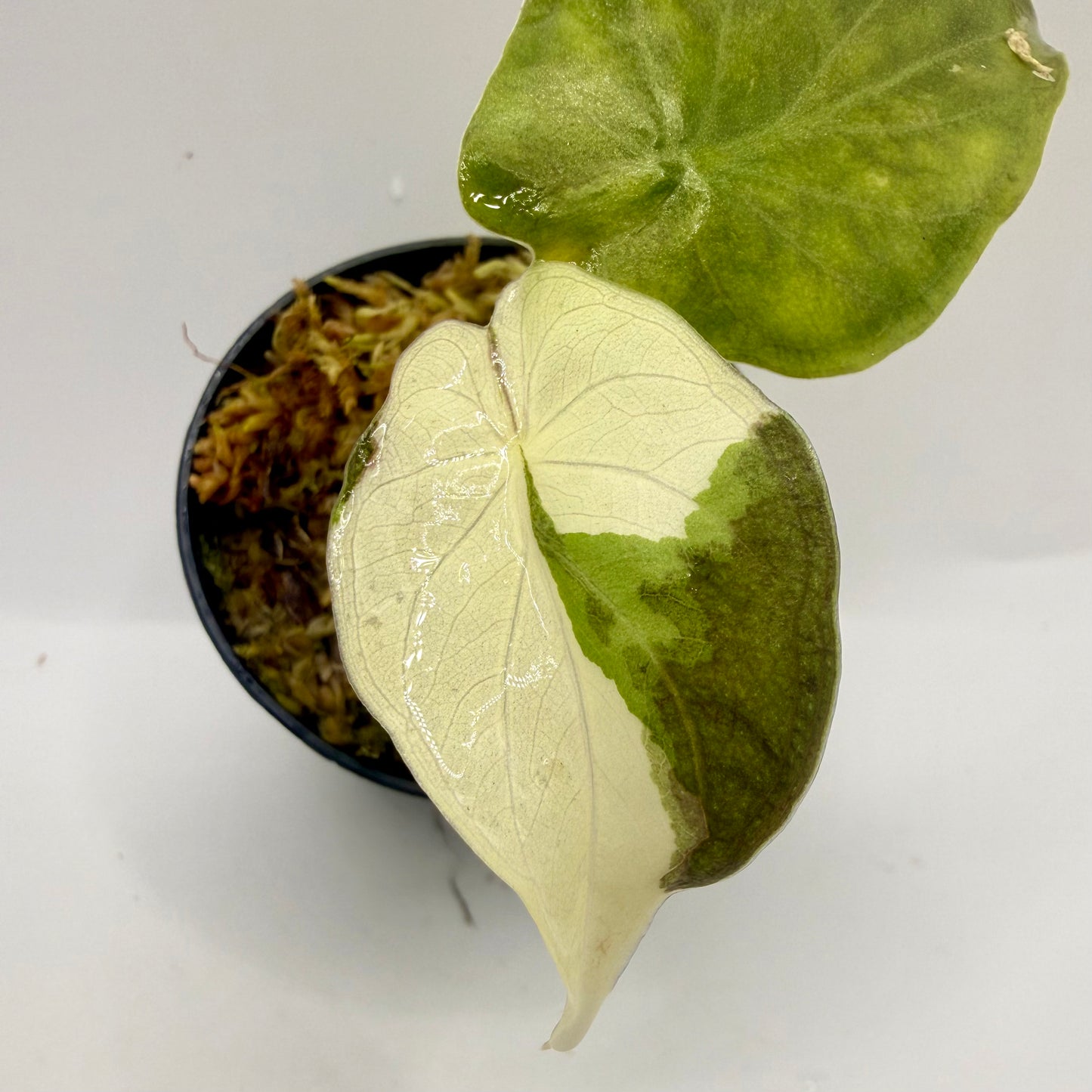 Alocasia Wentii Albo/Pink Variegata