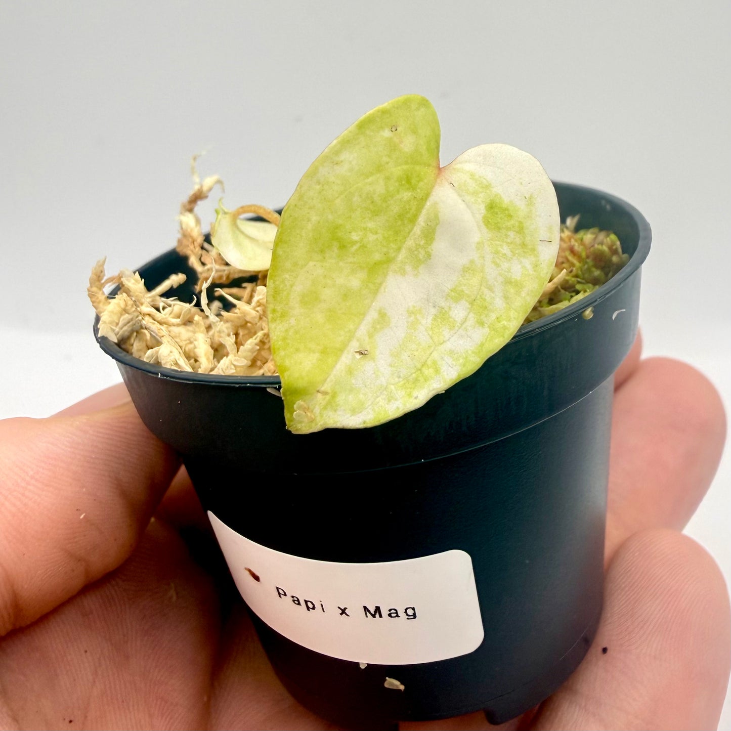 Anthurium Papillilaminum  x  Magnificum Variegata