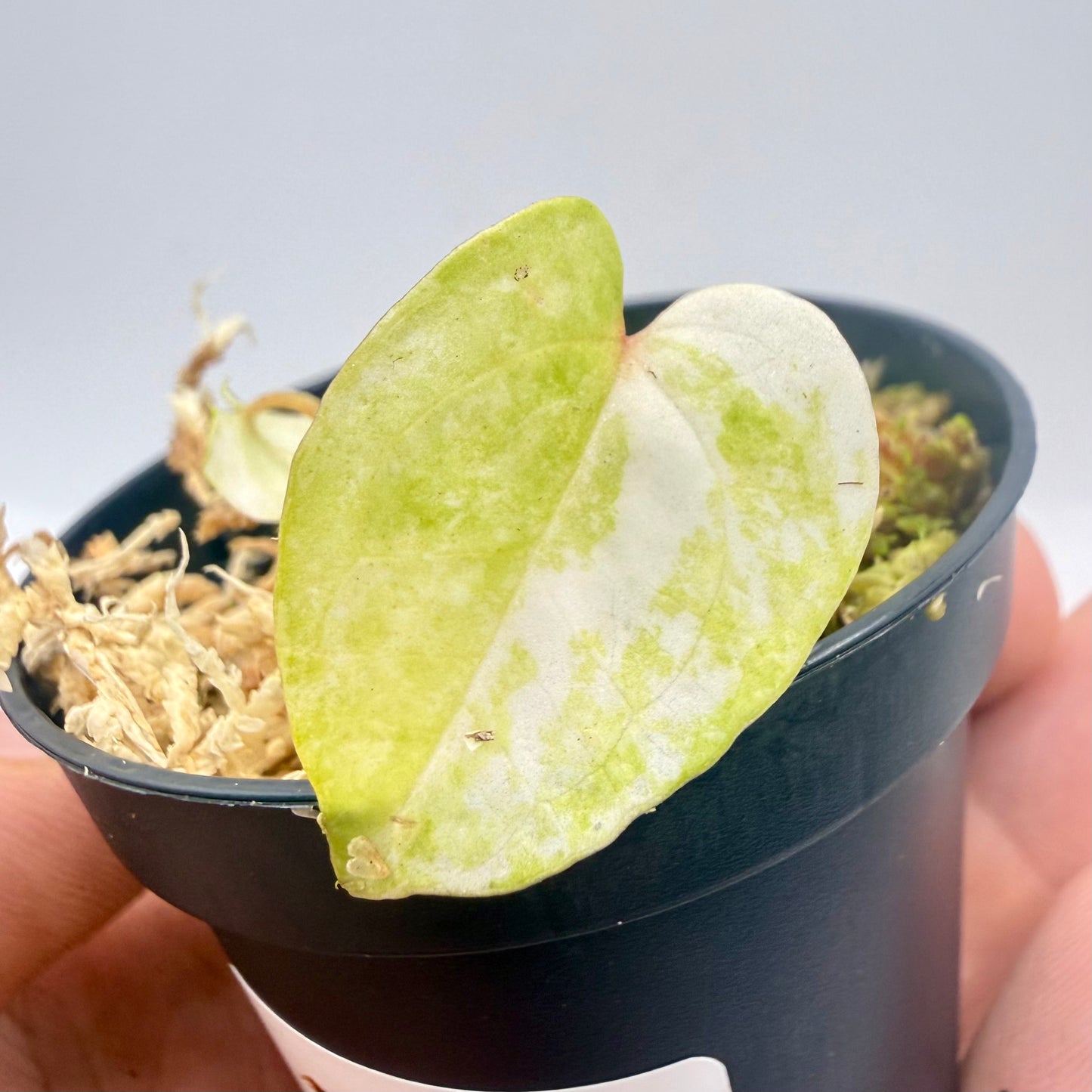 Anthurium Papillilaminum  x  Magnificum Variegata