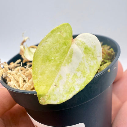 Anthurium Papillilaminum  x  Magnificum Variegata