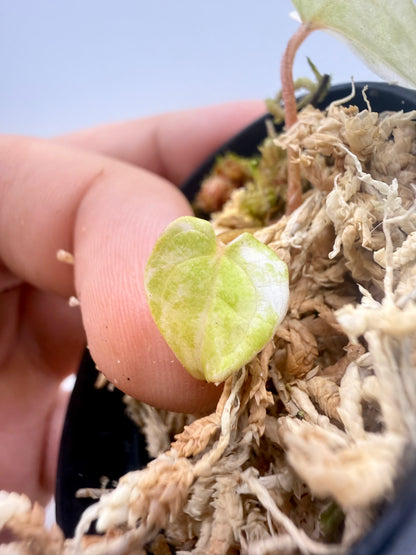 Anthurium Papillilaminum  x  Magnificum Variegata