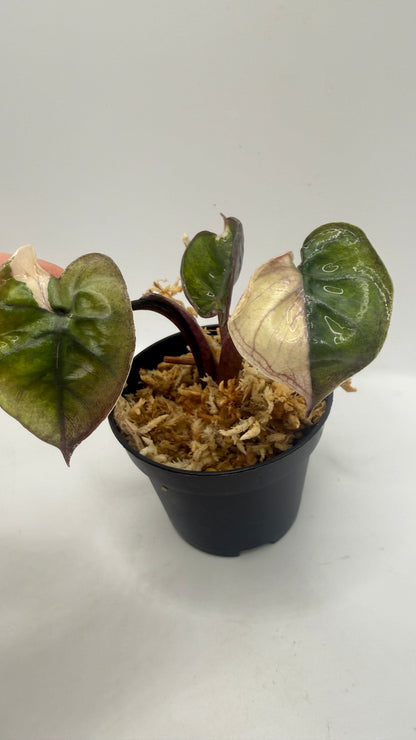 Alocasia Plumbea Nigra Albo/Pink Variegata