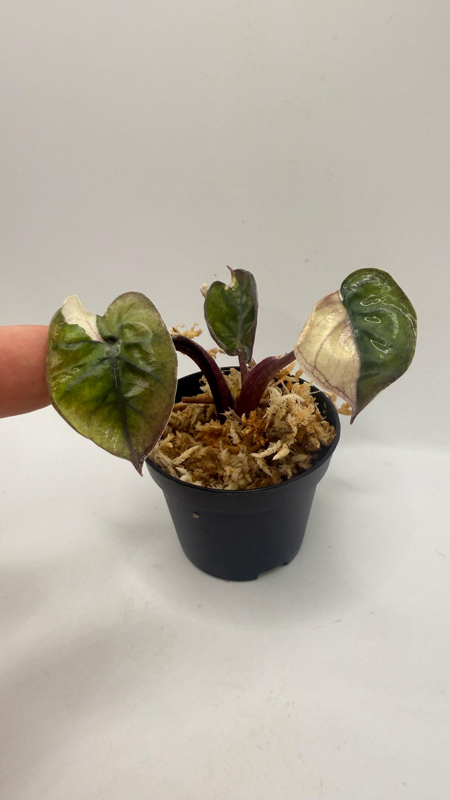 Alocasia Plumbea Nigra Albo/Pink Variegata