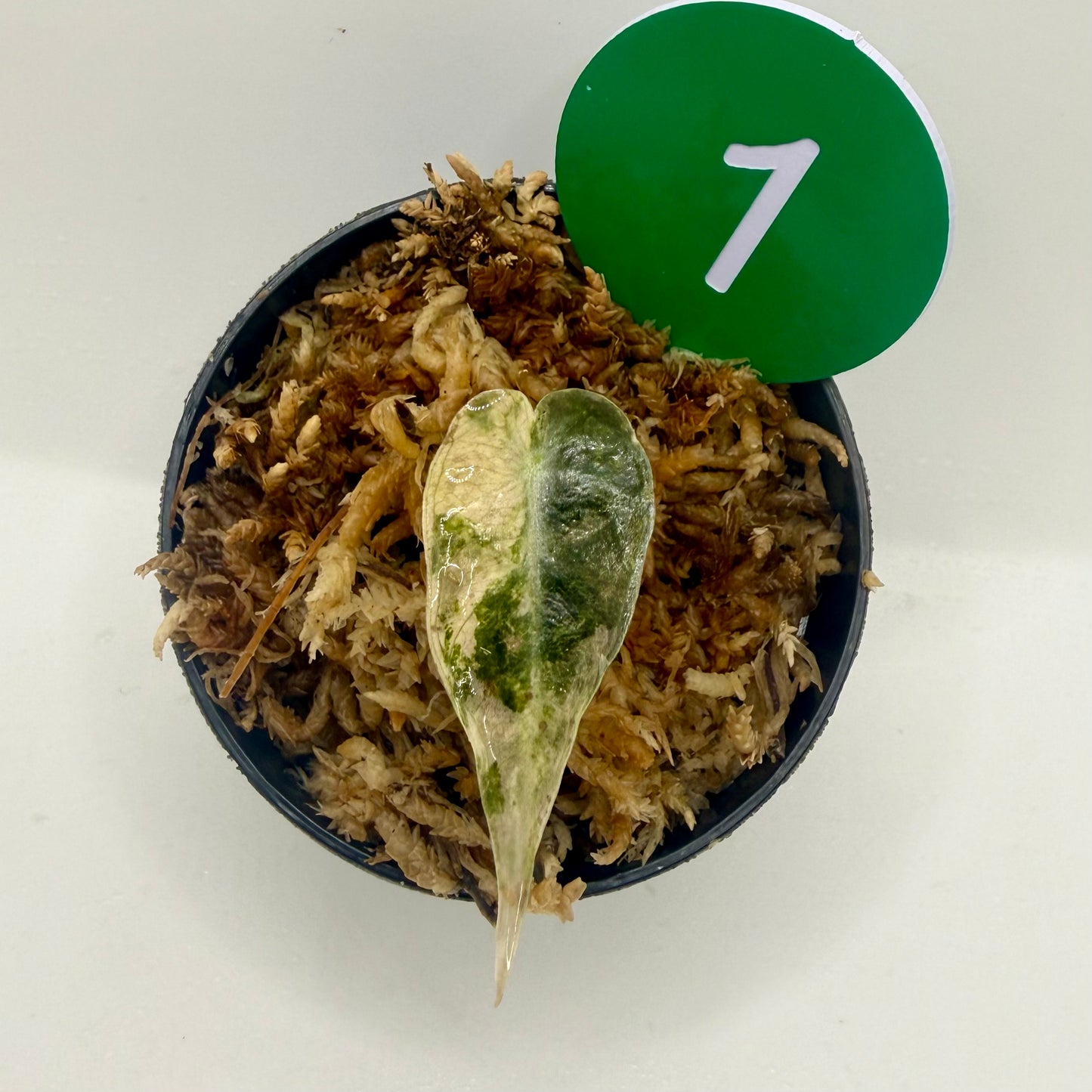 Alocasia Sanderiana Bull Pink/Albo Variegata