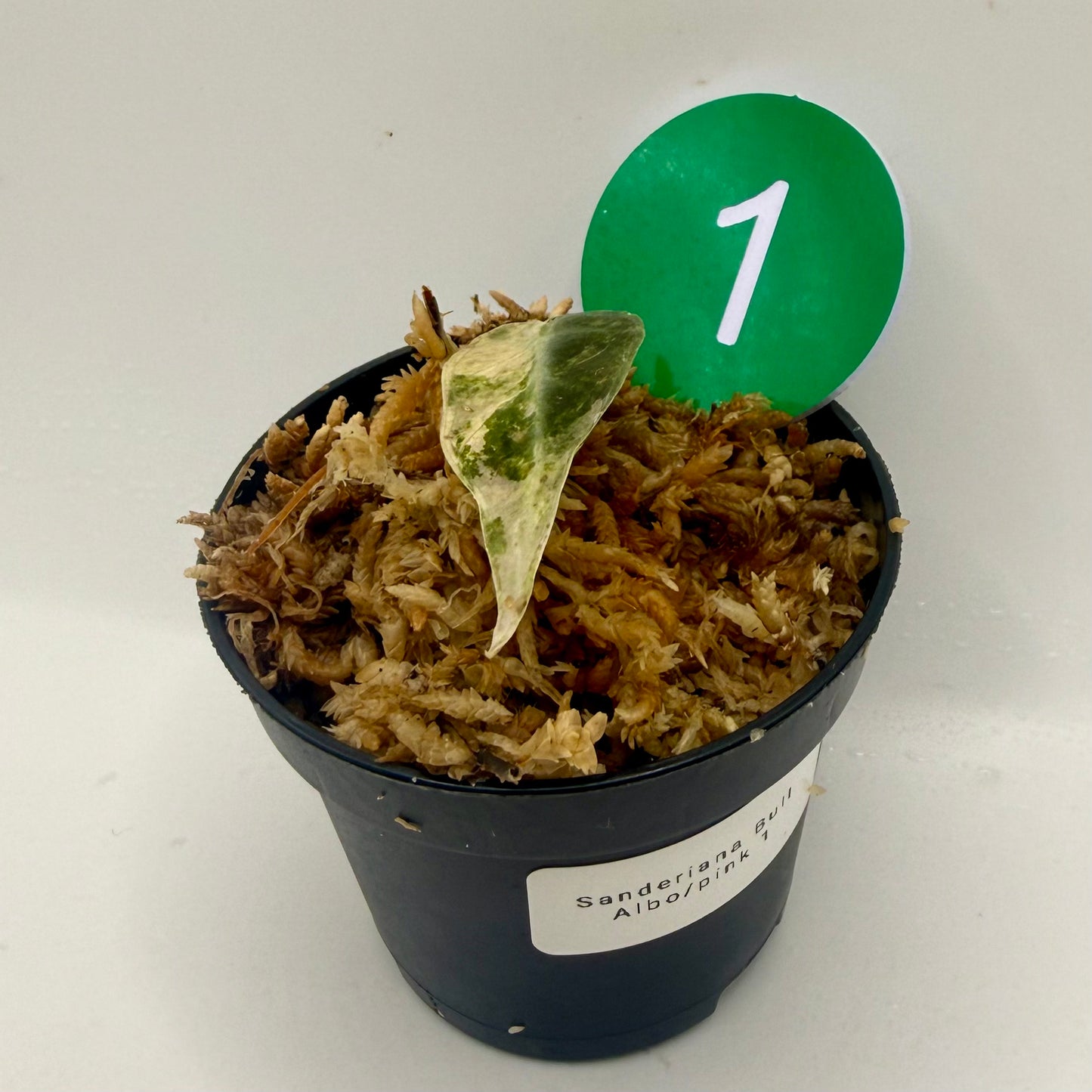 Alocasia Sanderiana Bull Pink/Albo Variegata