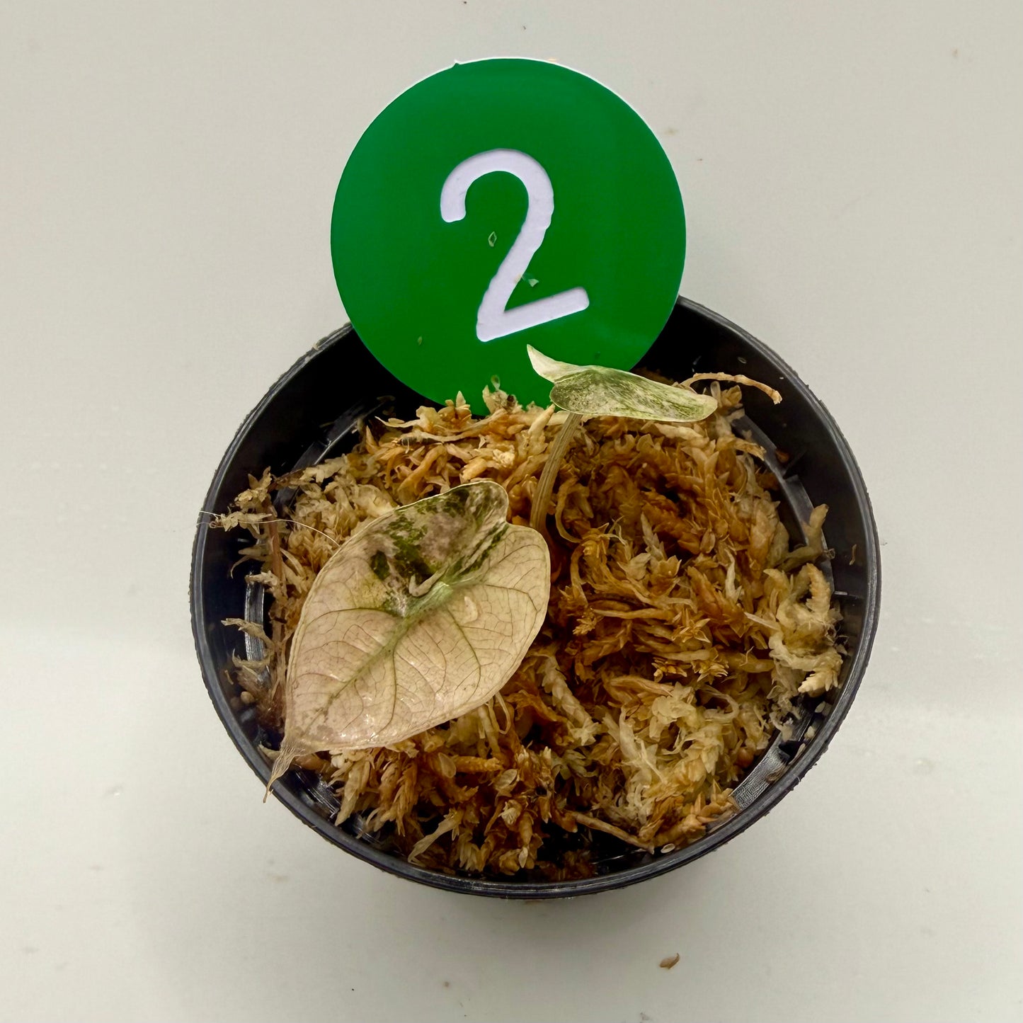 Alocasia Sanderiana Bull Pink/Albo Variegata