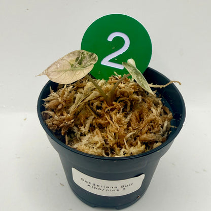 Alocasia Sanderiana Bull Pink/Albo Variegata