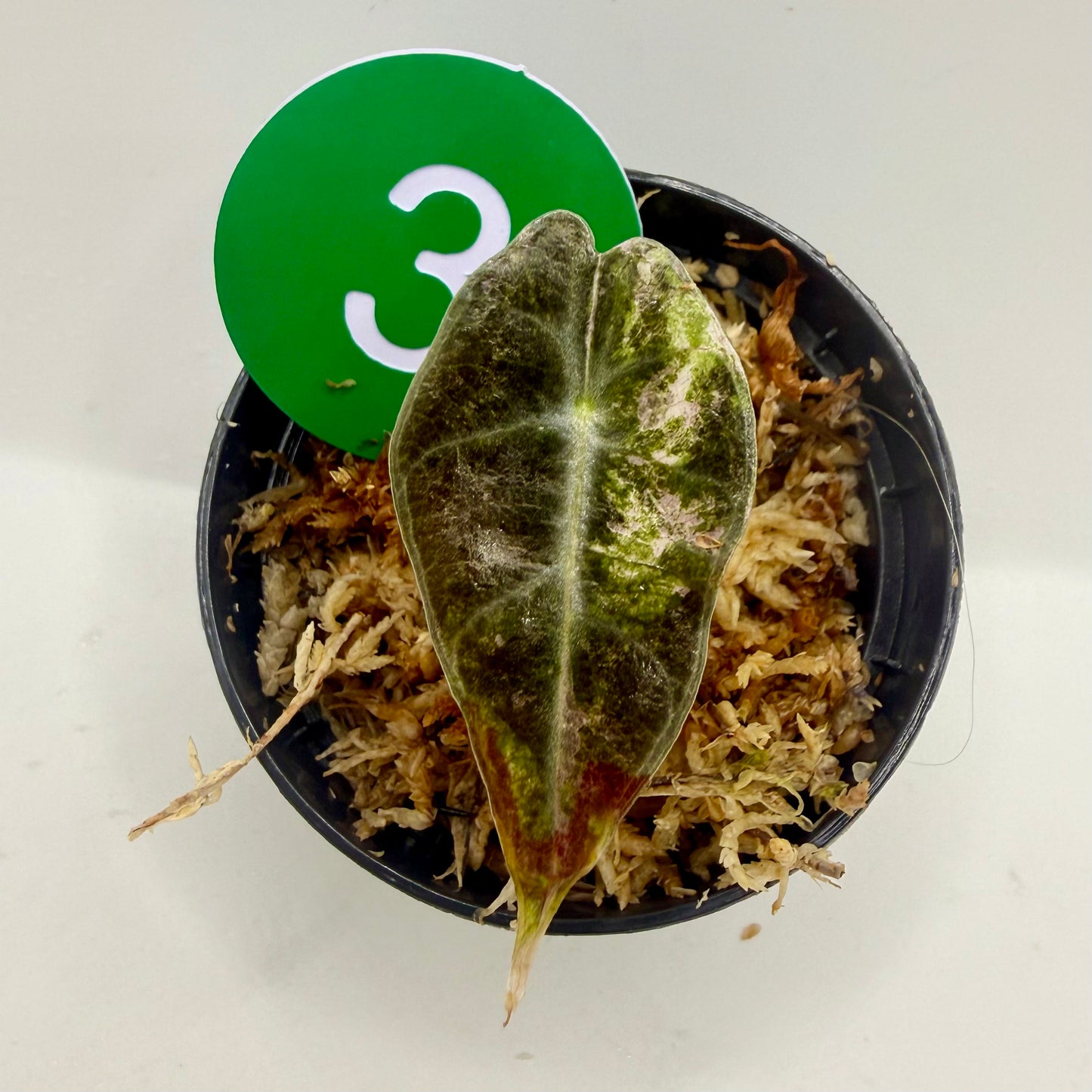 Alocasia Sanderiana Bull Pink/Albo Variegata