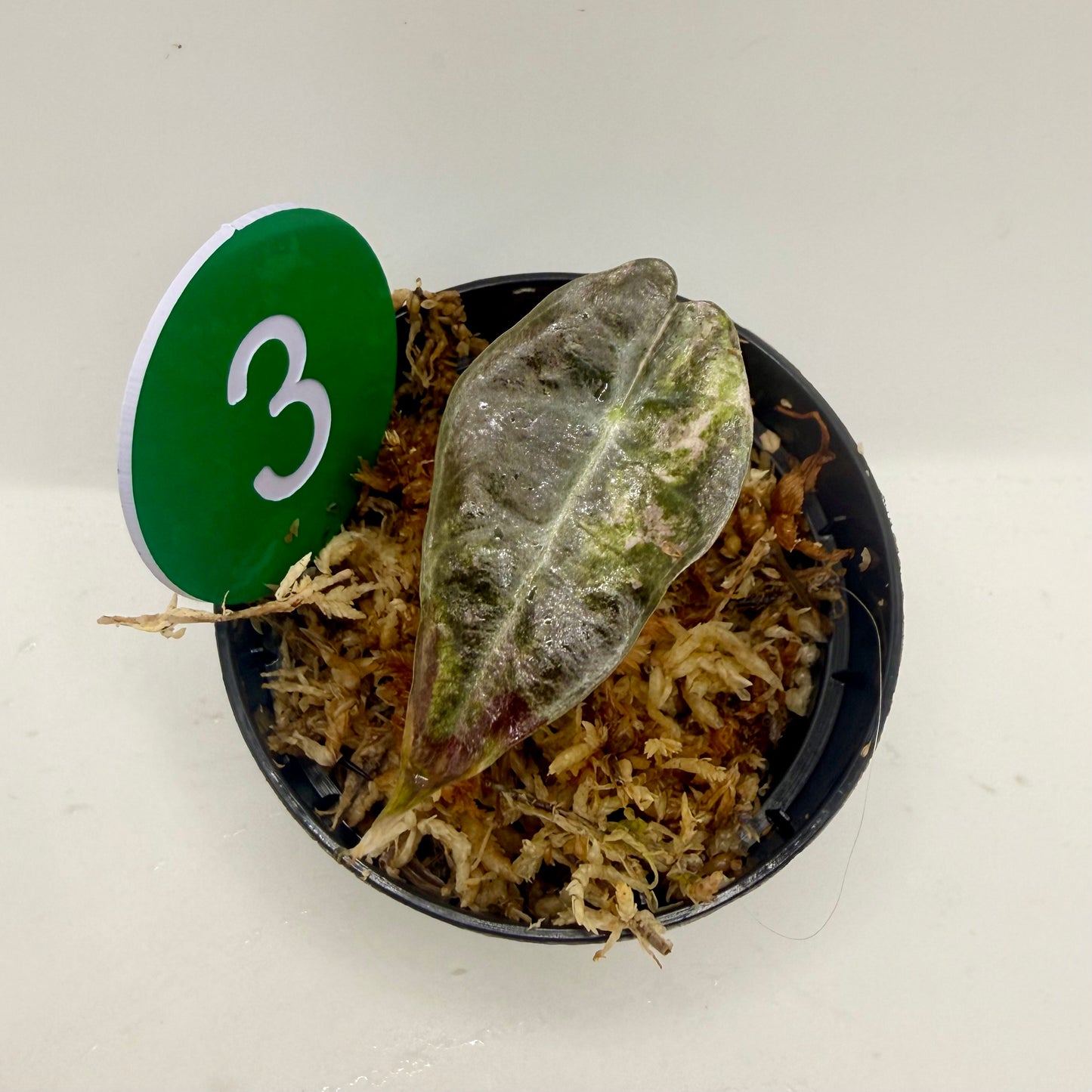 Alocasia Sanderiana Bull Pink/Albo Variegata