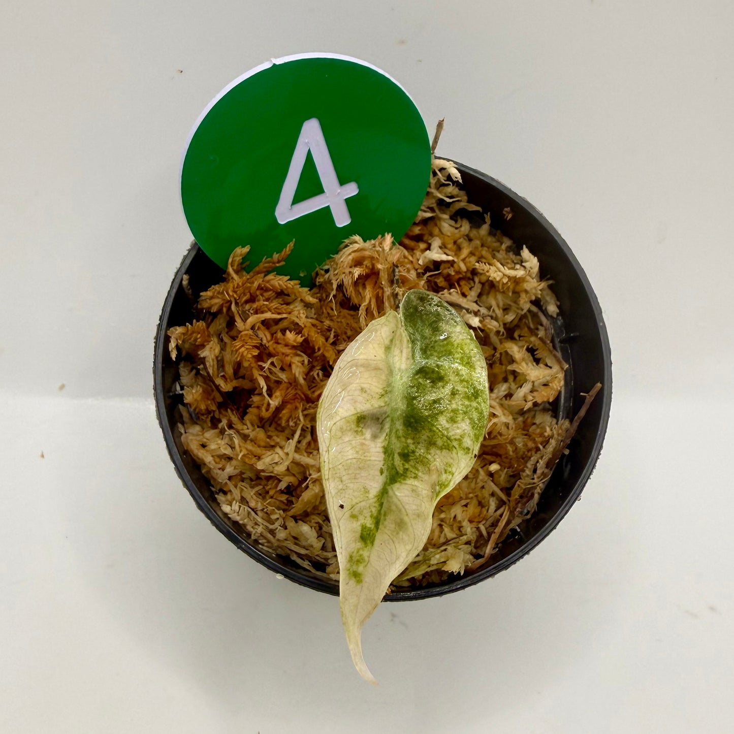 Alocasia Sanderiana Bull Pink/Albo Variegata