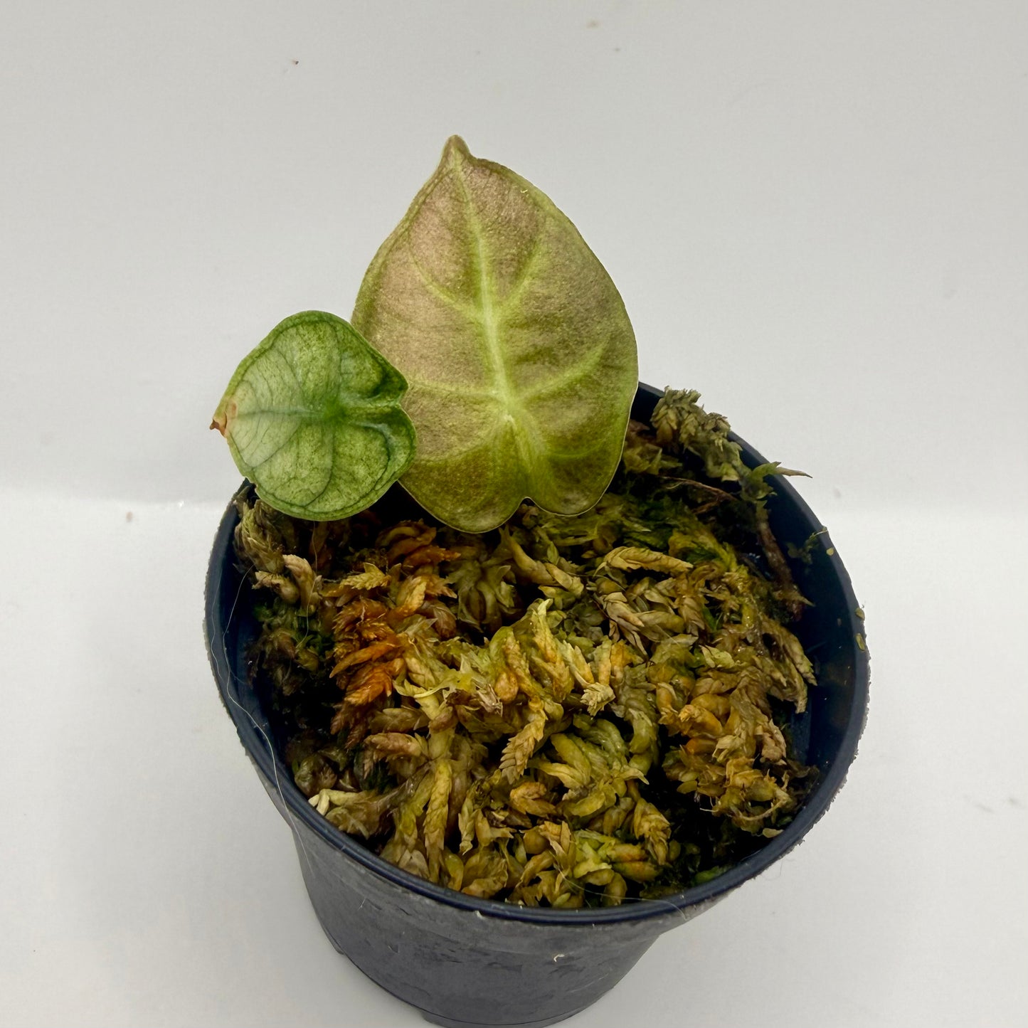 Alocasia Heart Balloon Mint/Pink Variegata