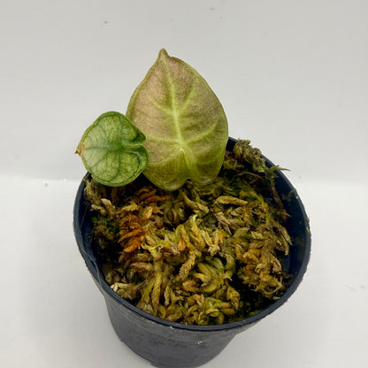 Alocasia Heart Balloon Mint/Pink Variegata