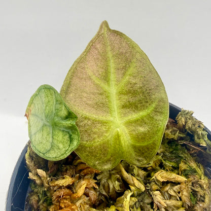 Alocasia Heart Balloon Mint/Pink Variegata