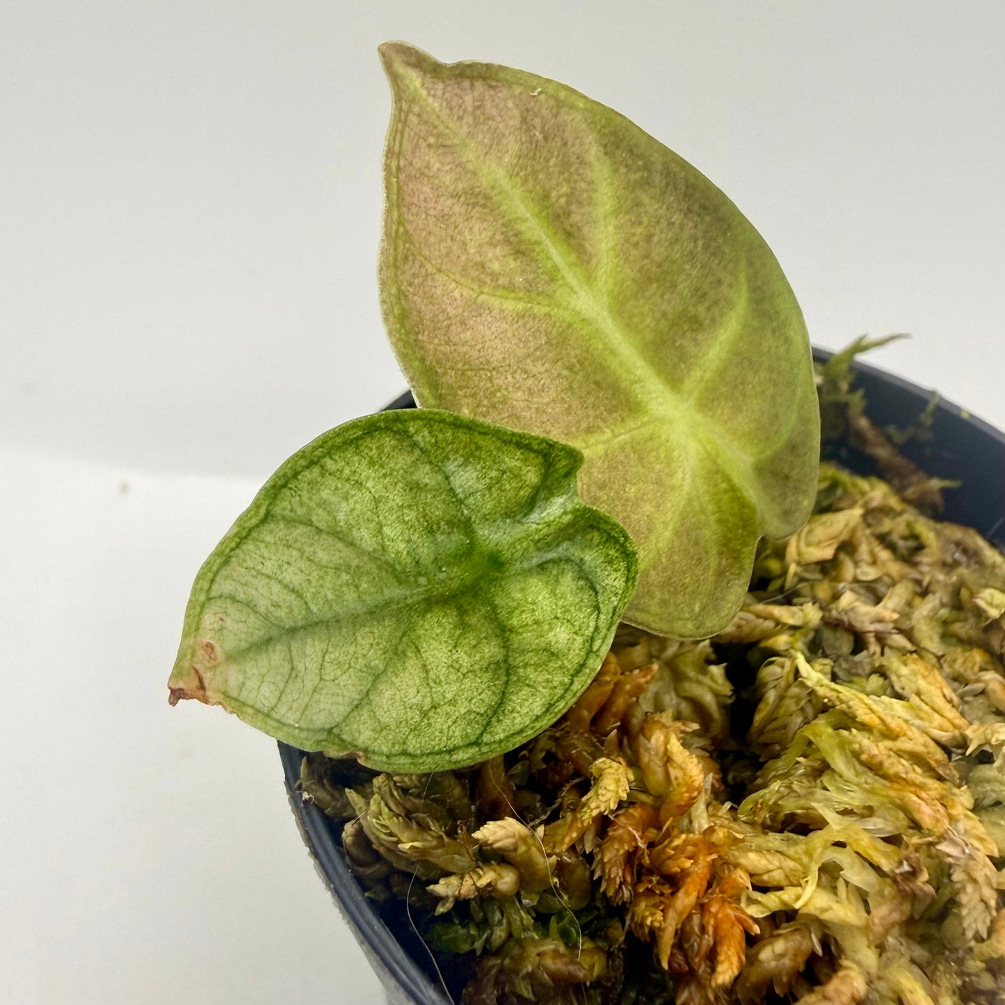 Alocasia Heart Balloon Mint/Pink Variegata