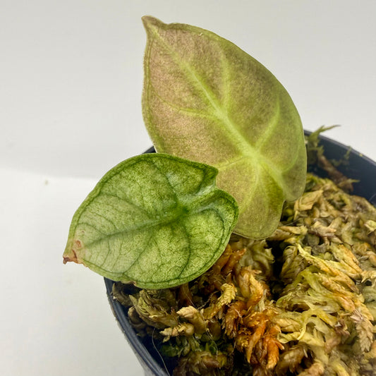 Alocasia Heart Balloon Mint/Pink Variegata