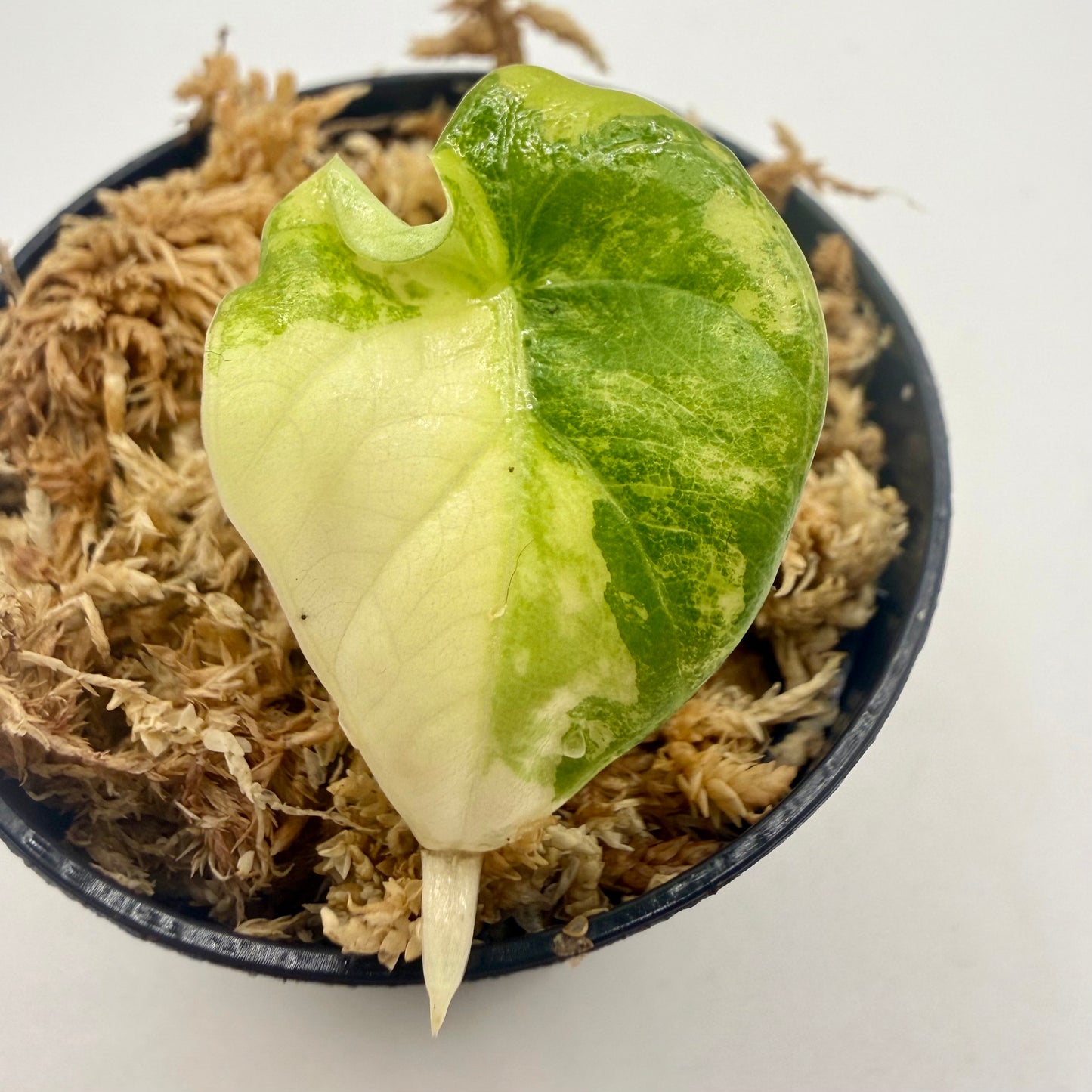 Alocasia Maharani Lemon Lime Variegata