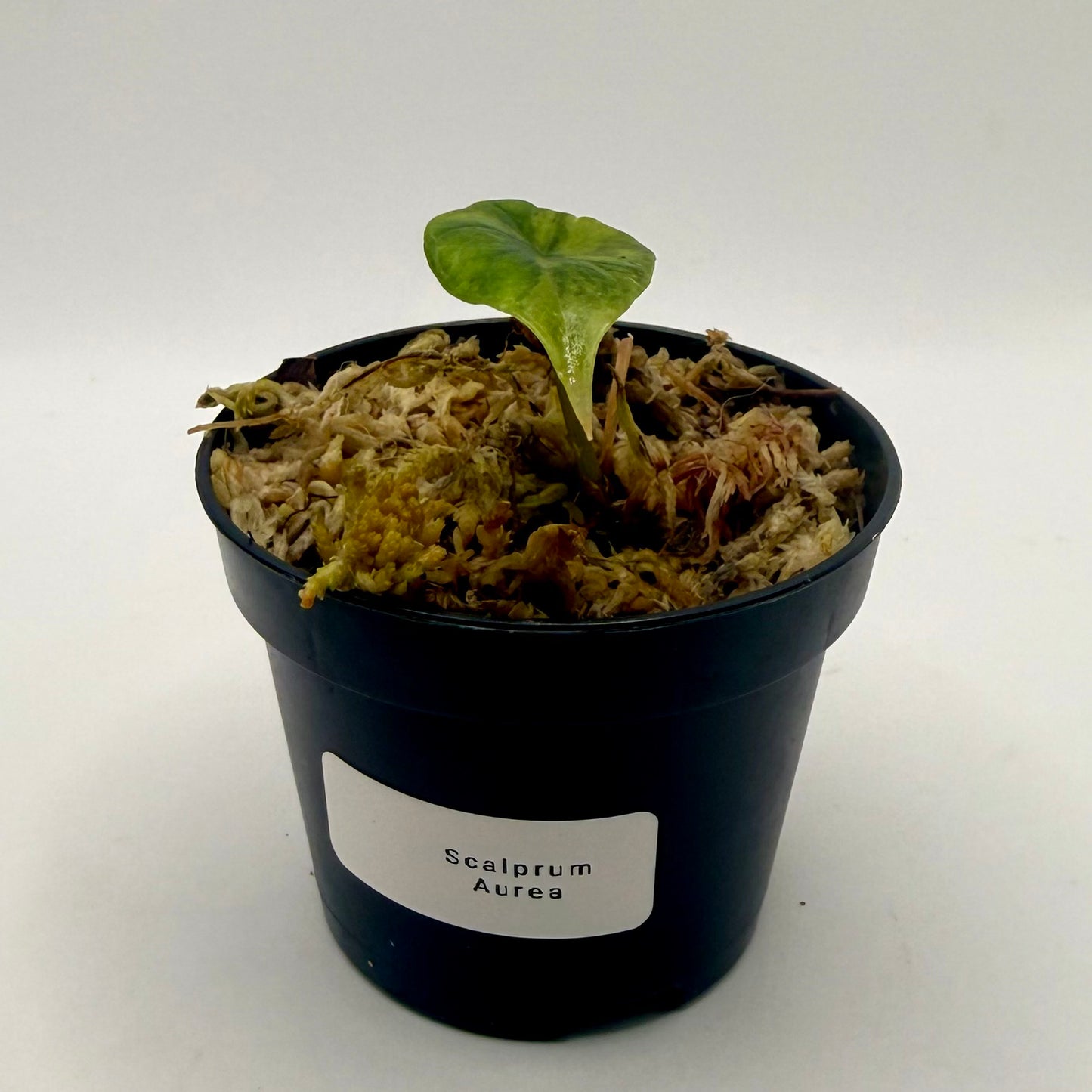 Alocasia Scalprum Aurea Variegata