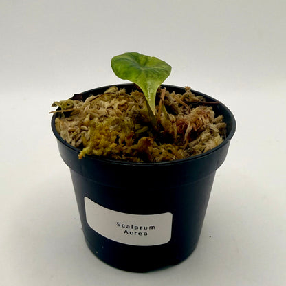 Alocasia Scalprum Aurea Variegata