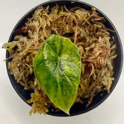 Alocasia Scalprum Aurea Variegata