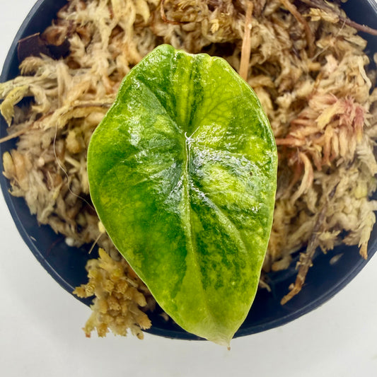 Alocasia Scalprum Aurea Variegata