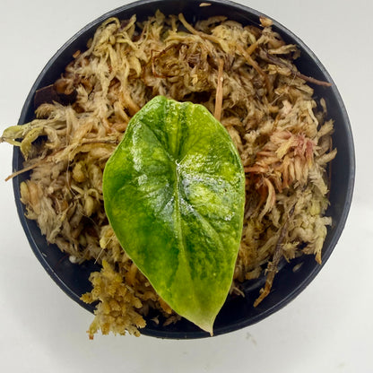 Alocasia Scalprum Aurea Variegata