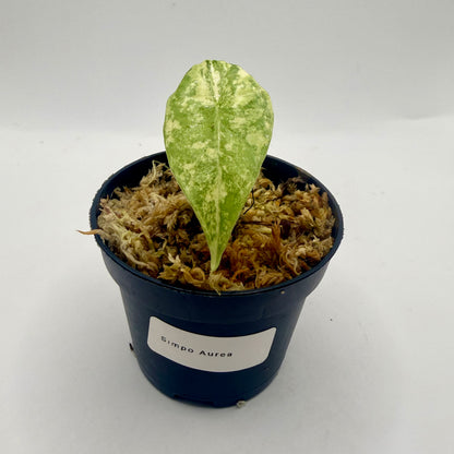 Alocasia Simpo Aurea Variegata