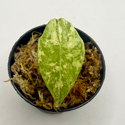 Alocasia Simpo Aurea Variegata