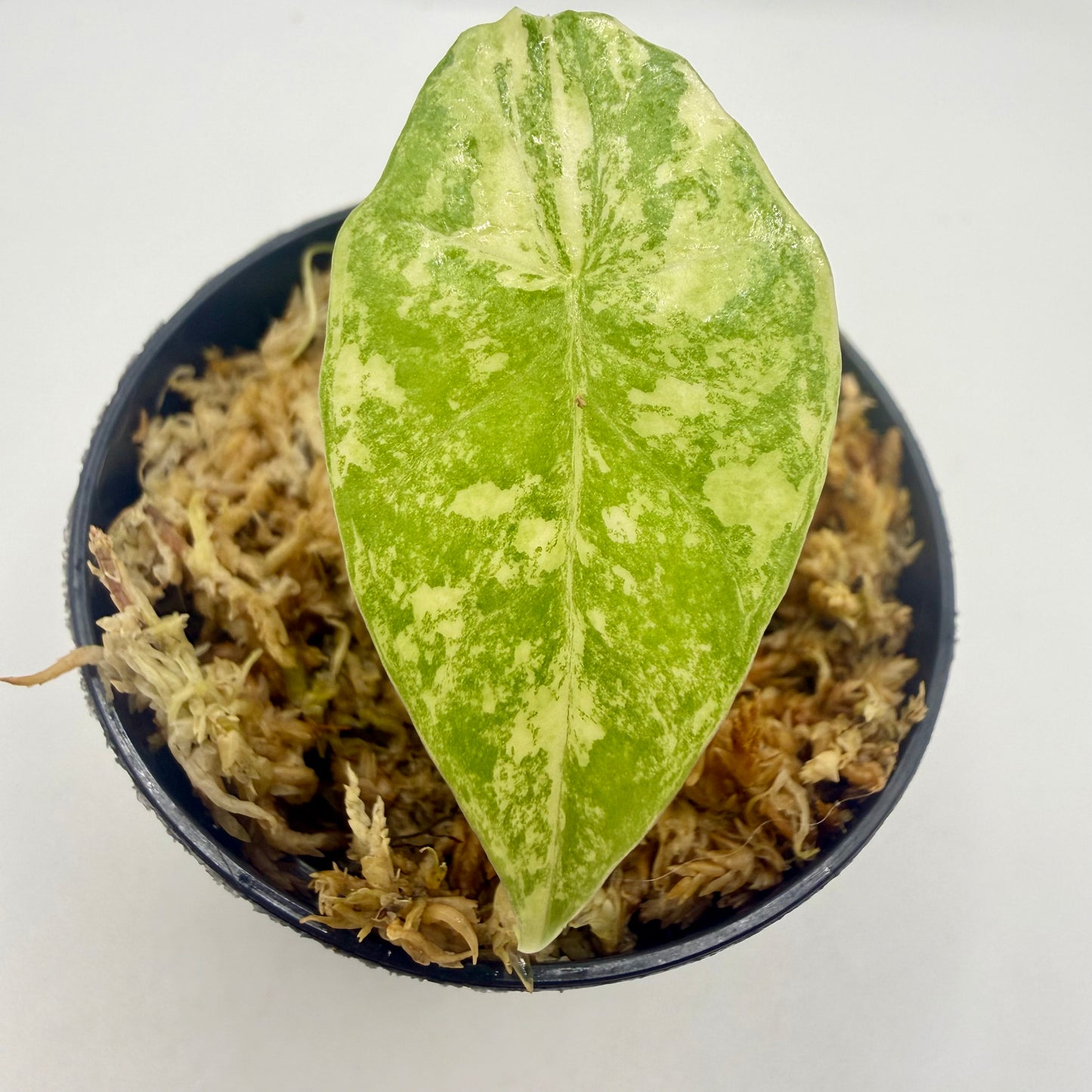 Alocasia Simpo Aurea Variegata