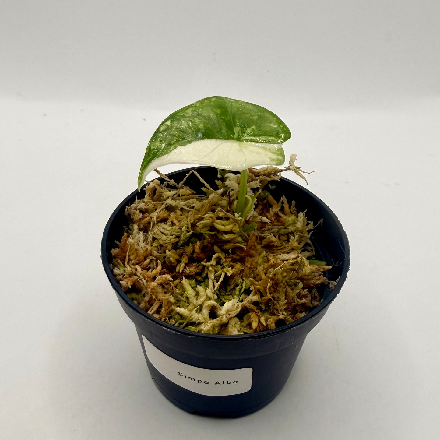 Alocasia Simpo Albo Variegata