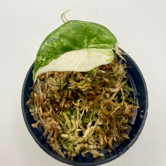 Alocasia Simpo Albo Variegata