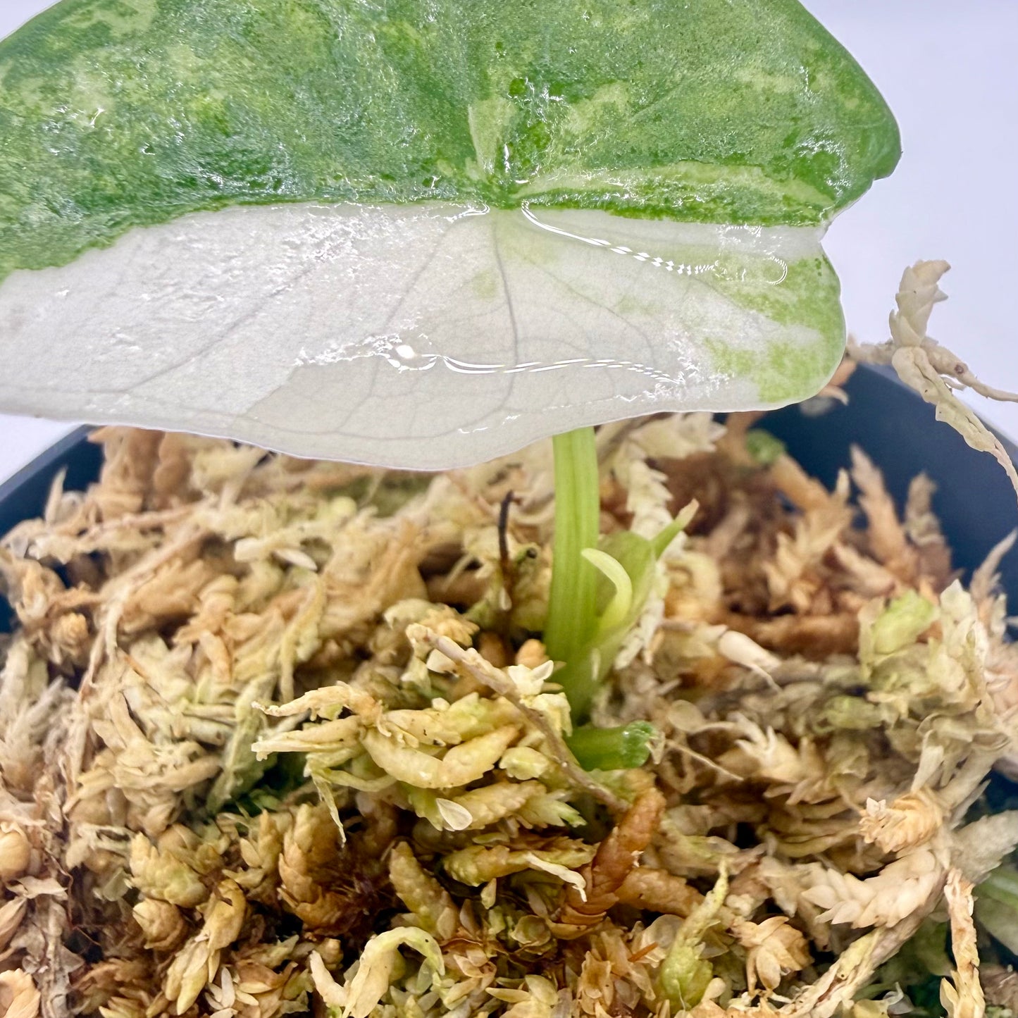 Alocasia Simpo Albo Variegata