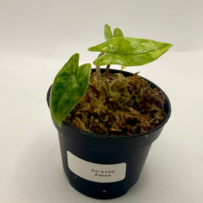 Alocasia Heterophylla Corazón Aurea Variegata