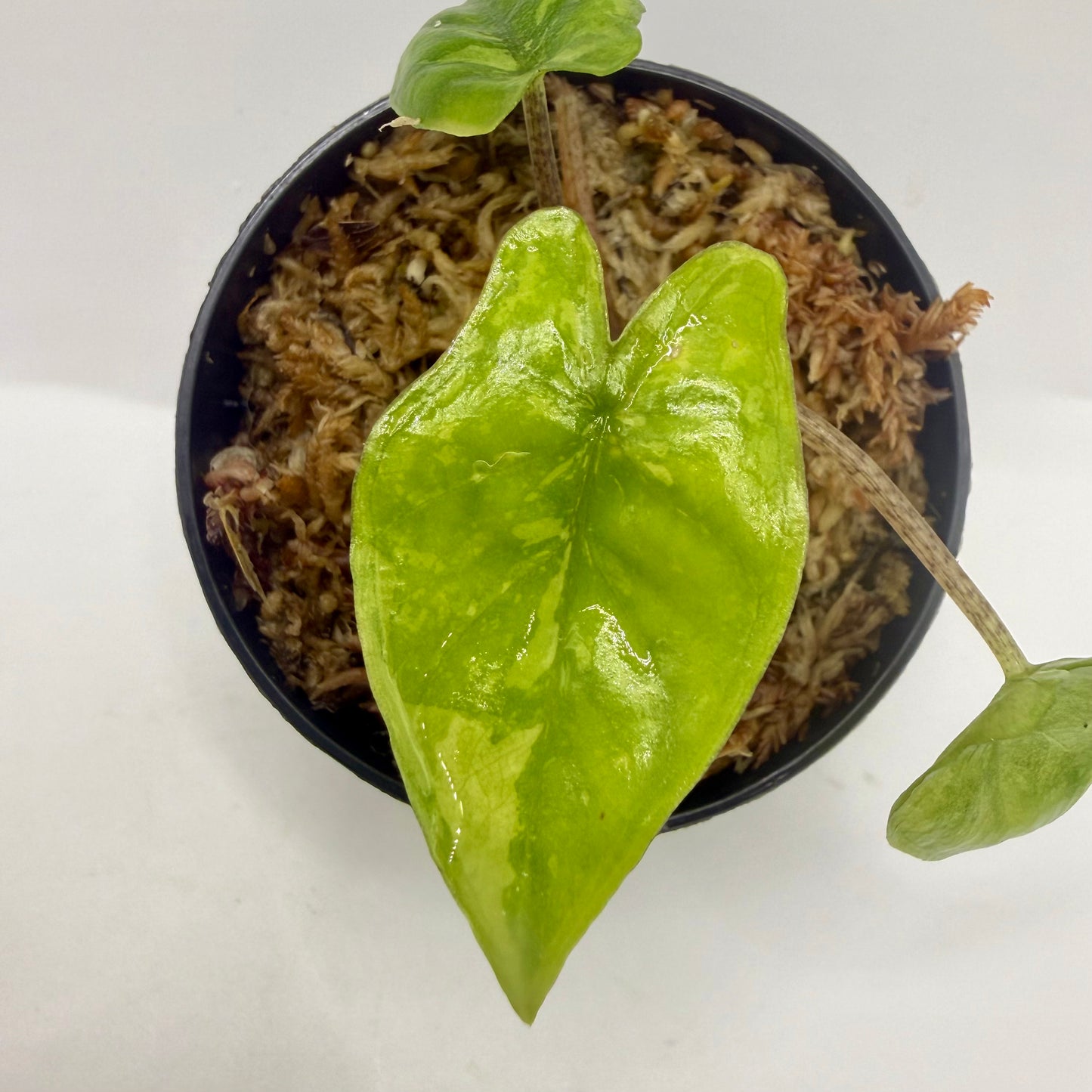 Alocasia Heterophylla Corazón Aurea Variegata