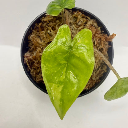 Alocasia Heterophylla Corazón Aurea Variegata