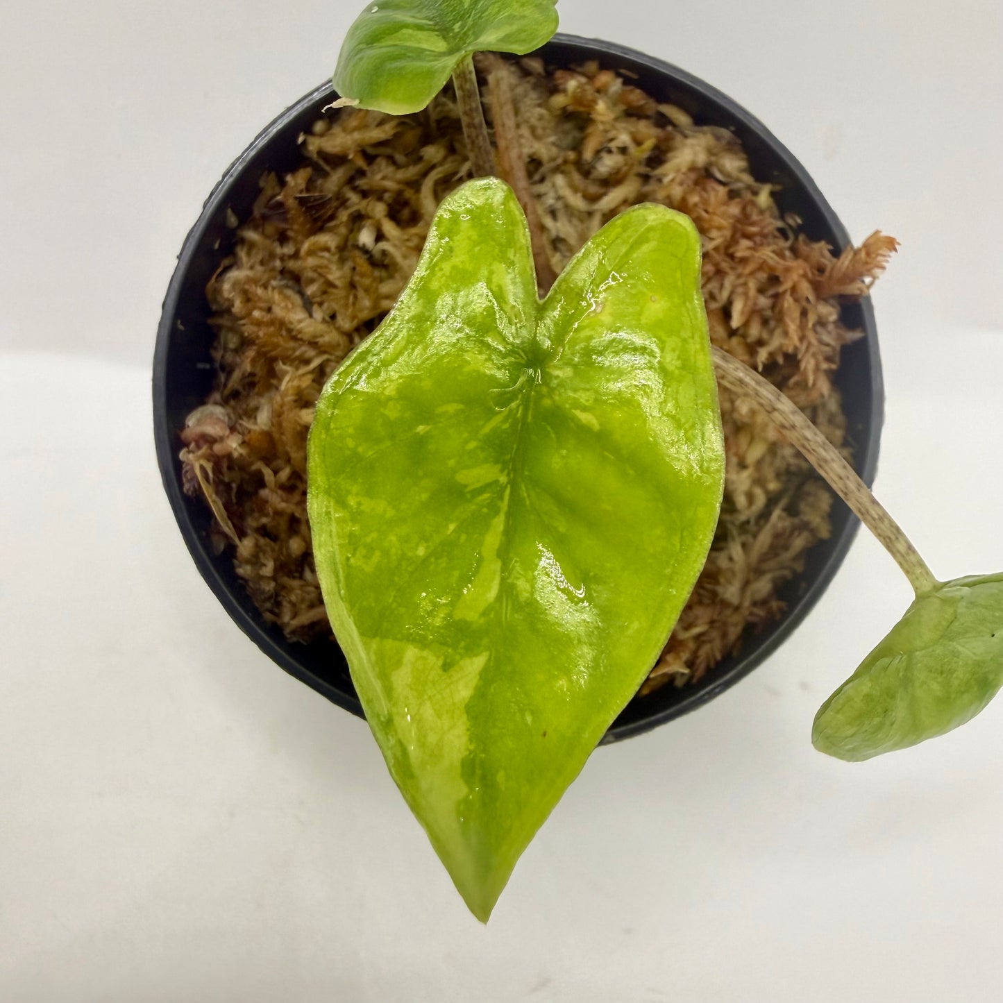 Alocasia Heterophylla Corazón Aurea Variegata