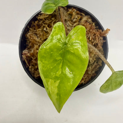 Alocasia Heterophylla Corazón Aurea Variegata