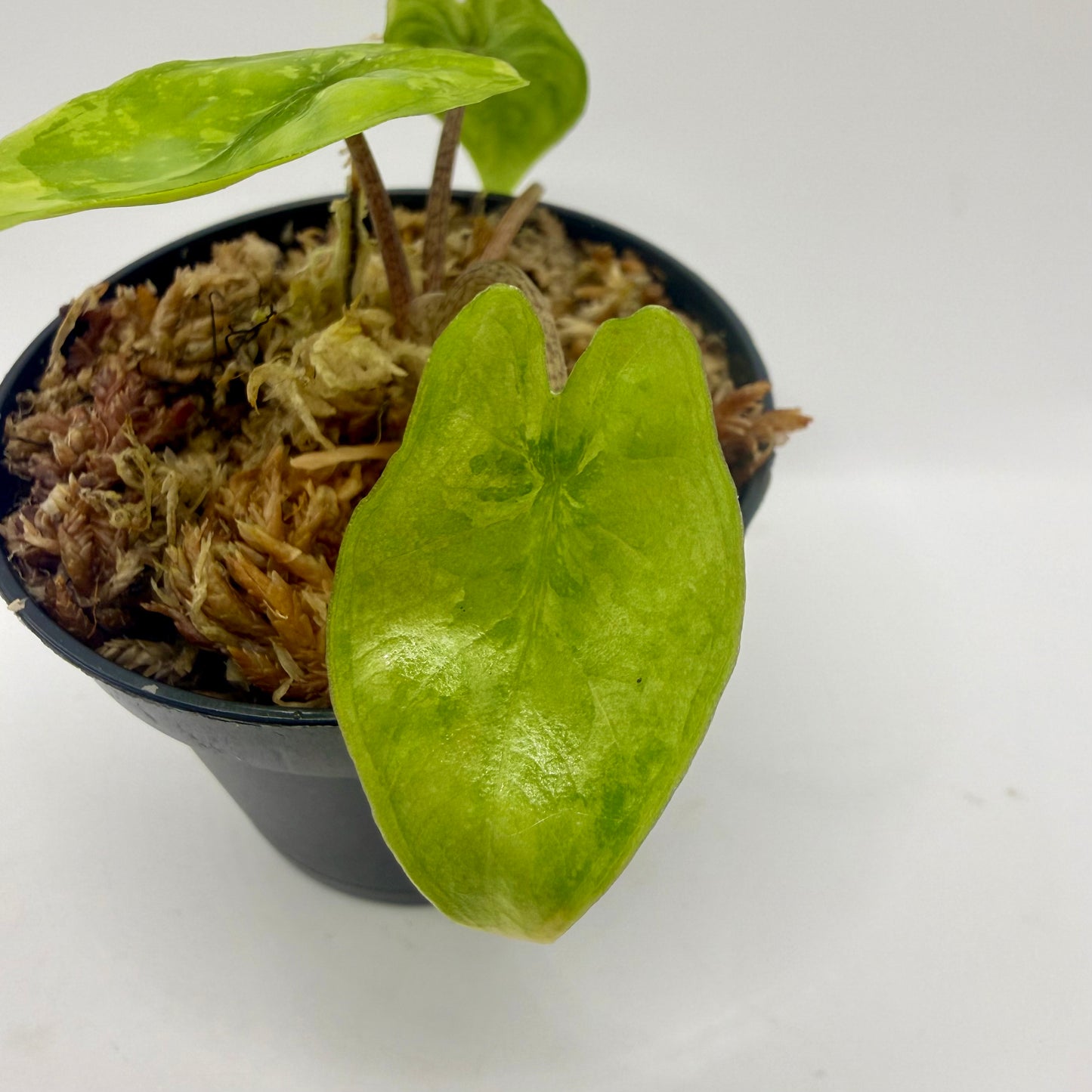 Alocasia Heterophylla Corazón Aurea Variegata
