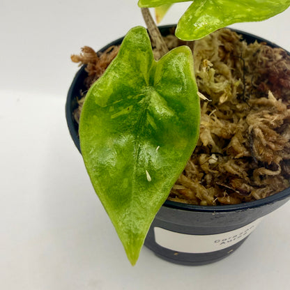 Alocasia Heterophylla Corazón Aurea Variegata