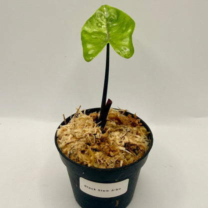 Alocasia Black Stem Albo Variegata