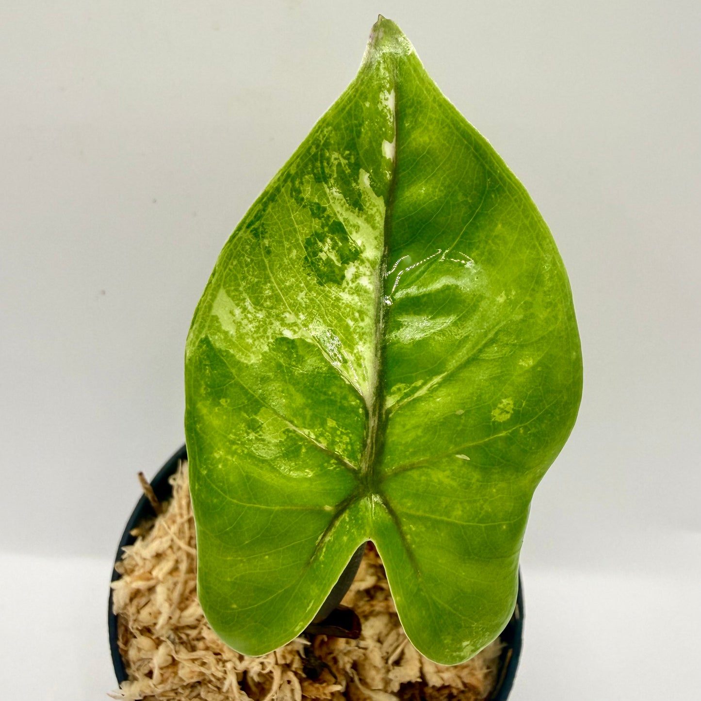 Alocasia Black Stem Albo Variegata