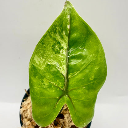 Alocasia Black Stem Albo Variegata