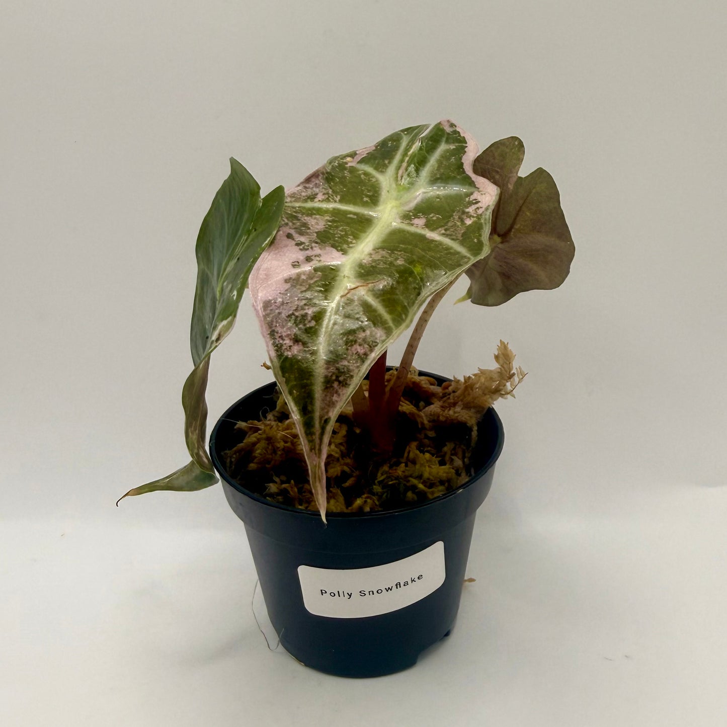 Alocasia Polly Snowflake Pink/Albo Variegata