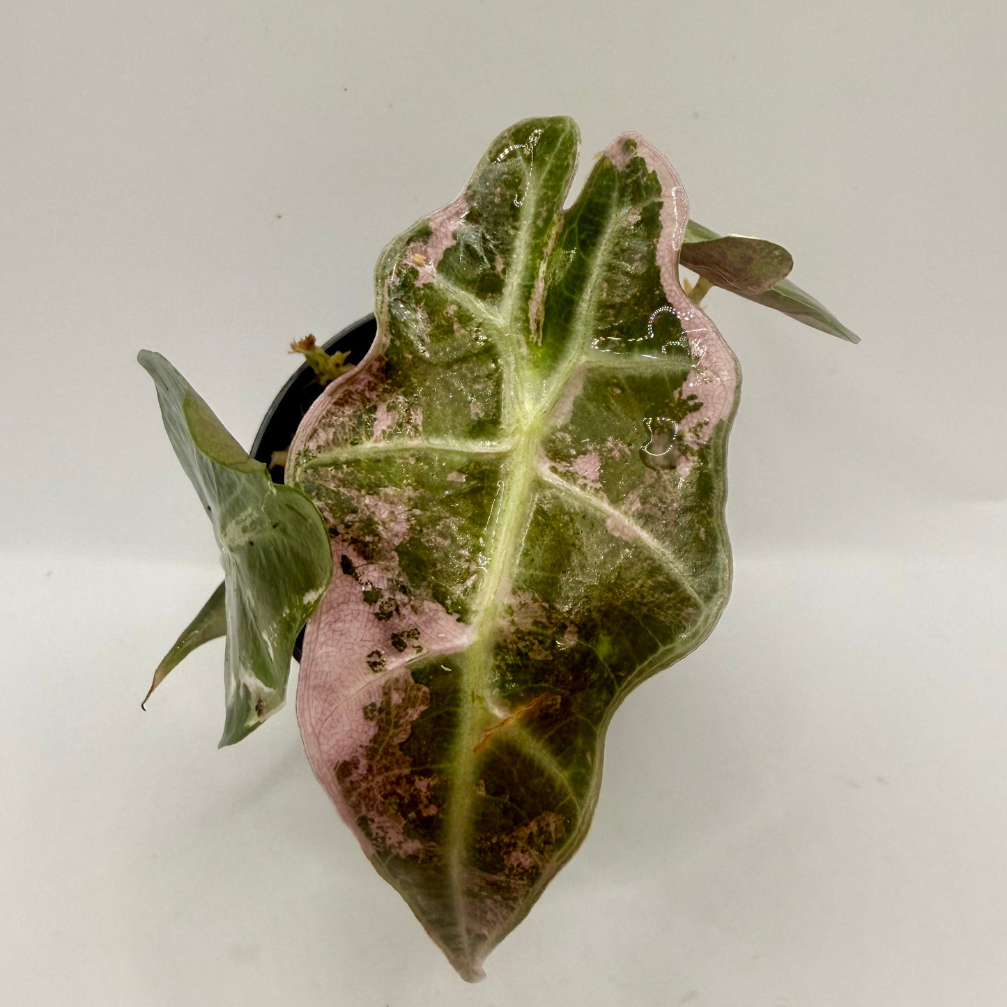 Alocasia Polly Snowflake Pink/Albo Variegata