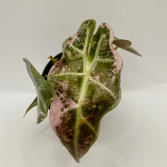 Alocasia Polly Snowflake Pink/Albo Variegata