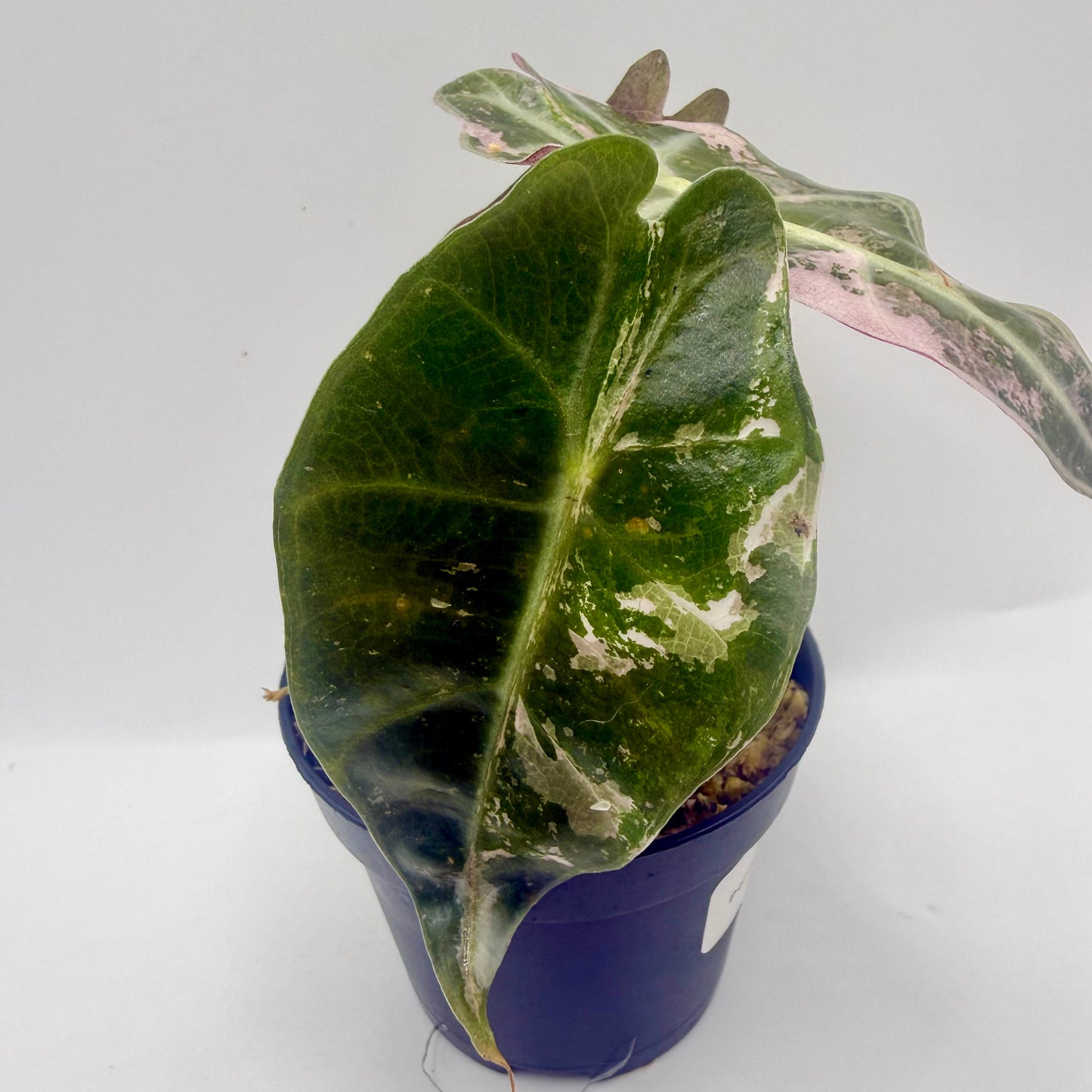 Alocasia Polly Snowflake Pink/Albo Variegata