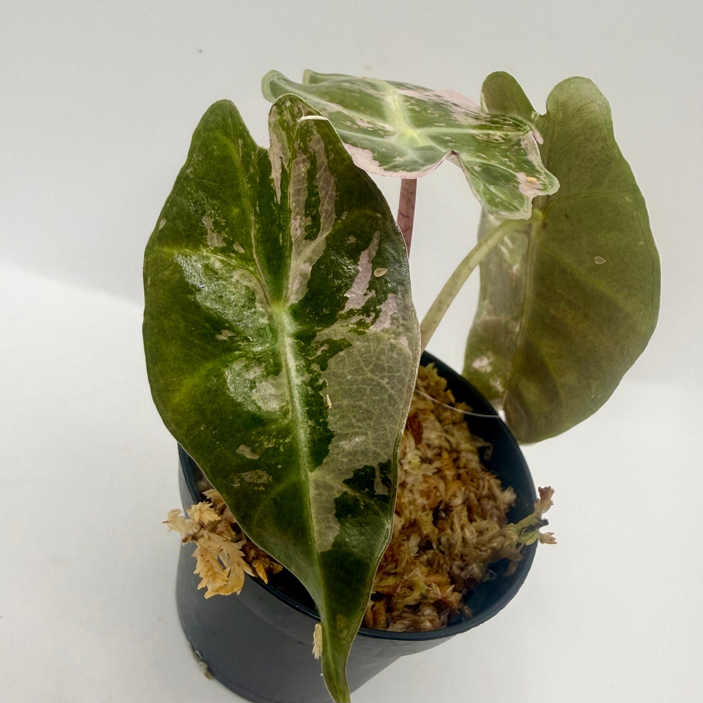 Alocasia Polly Snowflake Pink/Albo Variegata