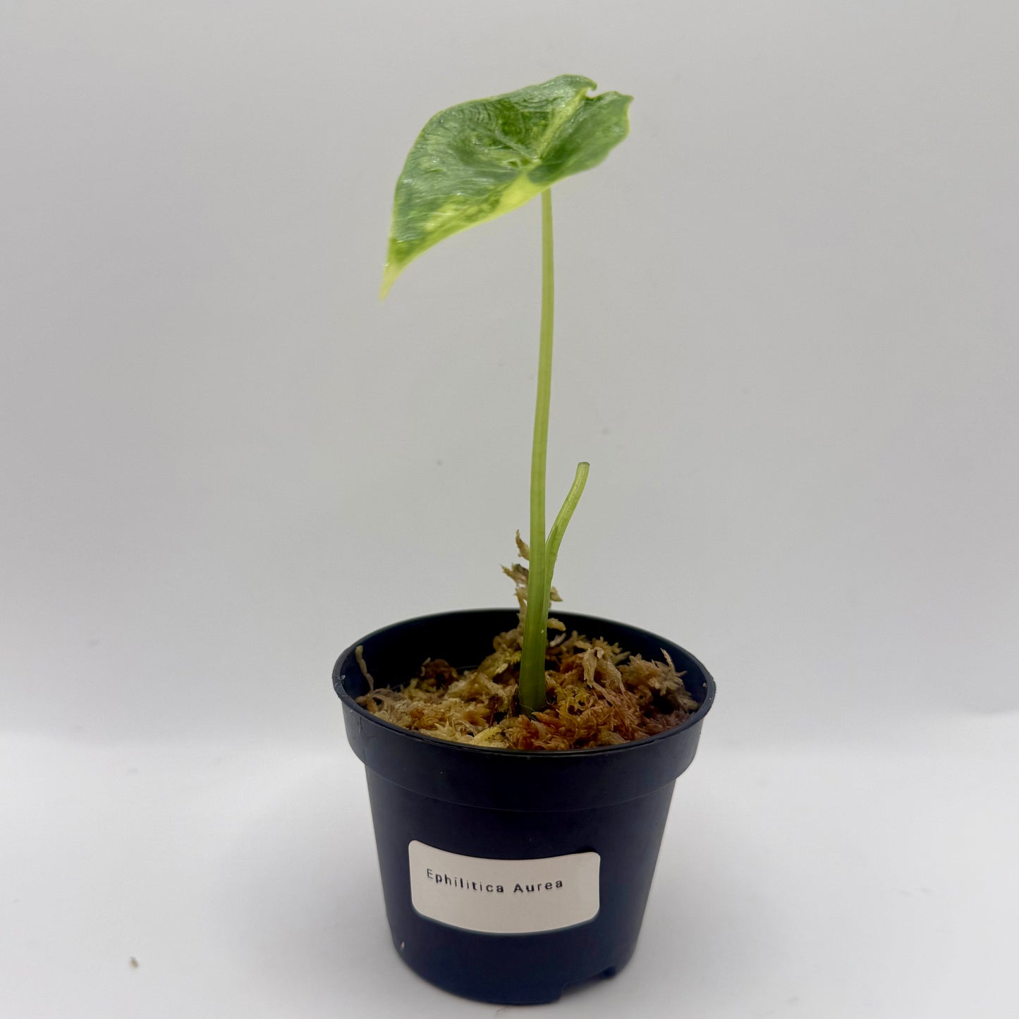 Alocasia Epilithica Aurea Variegata